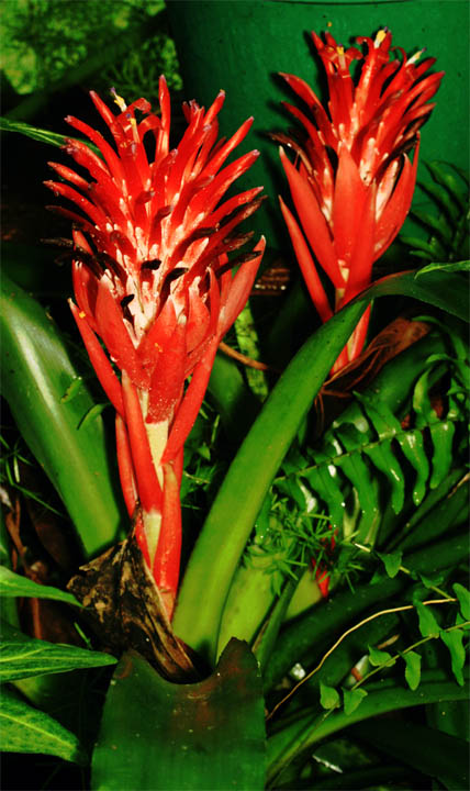 Billbergia pyramidalis var. concolor4 copy.jpg, Photo Copyright 2008Steve Lucas, www.ExoticRainforest.com