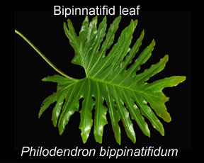 Bipnnatifid leaf, Philodendron bipinnatifidum, Photo Copyright 2009, Steve Lucas, www.ExoticRainforest.com