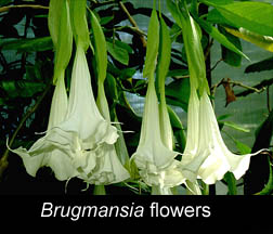 Soporific Brugmansia flowers, Photo Copyright 2009, Steve Lucas, www.ExoticRainforest.com