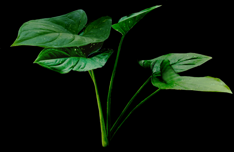 Caladium bicolor variation collected in Trinidad by Julius Boos, Photo Copyright 2008, Steve Lucas, www.ExoticRainforest.com