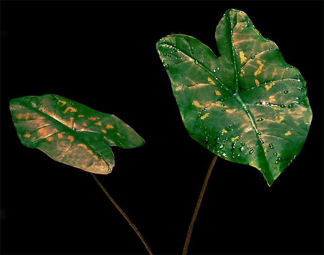 Caladium bicolor variation, Caladium "Pigeon's Blood", collected in Trinidad by Julius Boos, Photo Copyright 2007, Steve Lucas, www.ExoticRainforest.com