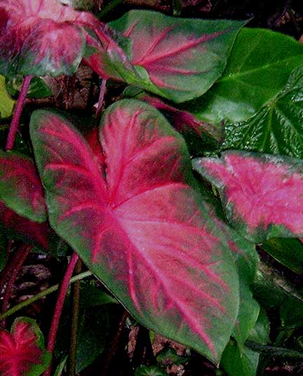 Caladium hybrids created from Caladium bicolor, Photo Copyright 2005, Steve Lucas, www.ExoticRainforest.com