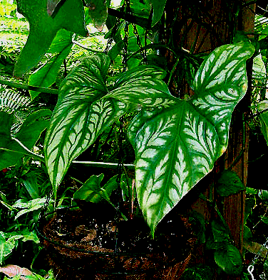 Cercestis mirabilis juvenile blade, Photo Copyright 2007, Steve Lucas, www.ExoticRainforest.com