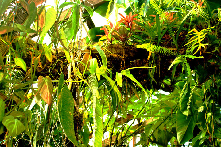 http://www.exoticrainforest.com/Epi%20log%20bromeliads.jpg