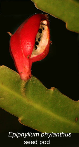 Epiphyllum phylanthus subsp. phylanthus seed pod, Photo Copyright 2009, Steve Lucas, www.ExoticRainforest.com