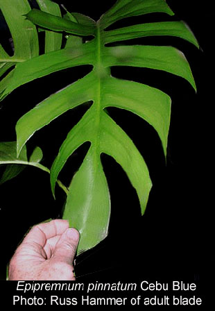My House Plant Series–Epipremnum Aureum- Golden Pothos Plant
