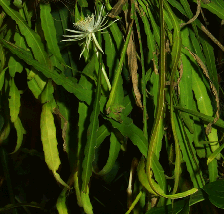 Epiphyllum phyllanthus subspecies phyllanthus, Photo Copyright 2008, Steve Lucas, www.ExoticRainforest.com