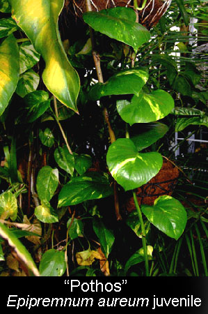 Epipremnum aureum juvenile plant, Photo Copyright 2010, Steve Lucas, www.ExoticRainforest.com