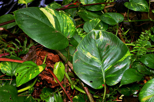 Epipremnum aureum, commonly known and sold as Pothos, Photo Copyright 2009. 2010 Steve Lucas, www.ExoticRainforest.com