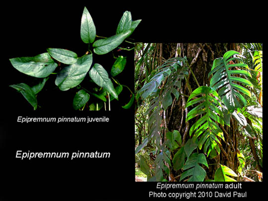 Epipremnum pinnatum ontogeny, Photo Copyright Steve Lucas and David Paul, www.ExoticRainforest.com