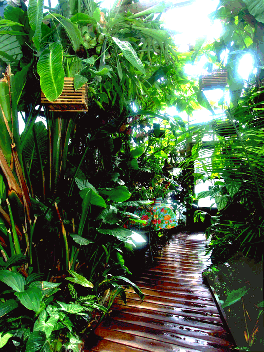 plants in rainforest. Exotic Rainforest entrance