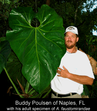 Anthurium faustomirandae, specimen is the property of Buddy Poulsen