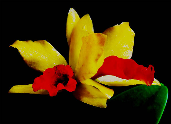 Gold Digger orchid, Photo Copyright 2007, Steve Lucas, www.ExoticRainforest.com