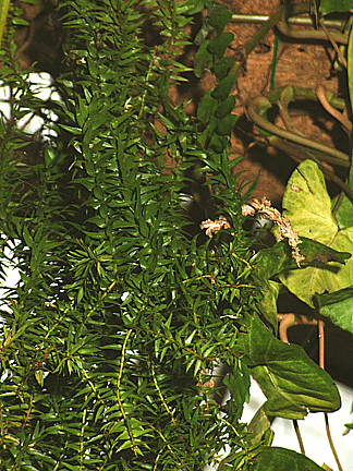 Huperzia phlegmaria, Photo Copyright 2008, Steve Lucas, www.ExoticRainforest.com
