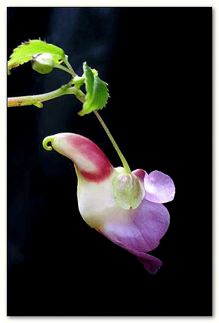 Impatiens psittacina, the Rare Thailand Parrot Flower, sometimes called Impatiens psitticina