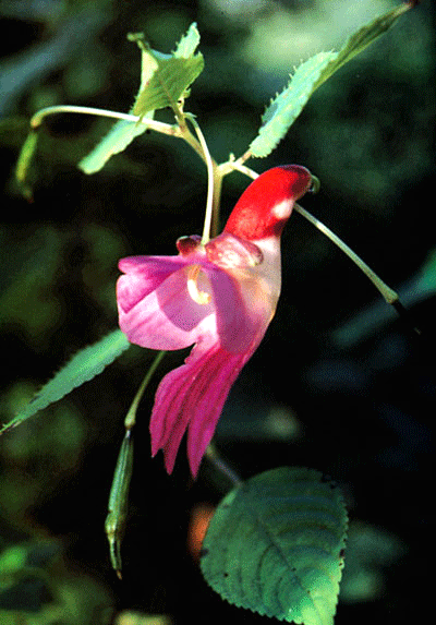 Impatiens psittacina, the Rare Thailand Parrot Flower