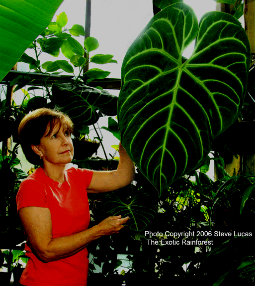 The Exotic Rainforest Anthurium regale is endemic to Peru, not Ecuador or Colombia.  It is one of the most beautiful of all anthurium species.