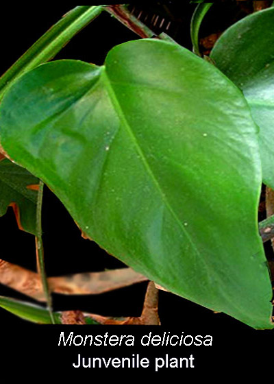 Monstera deliciosa juvenile blade, Photo copyright 2010 www.ExoticRainforest.com