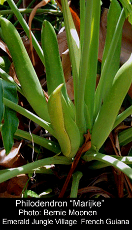 Philodendron Marijke, Photo Copyright 2008, Bernie Moonen, Emerald Jungle Village, French Guiana