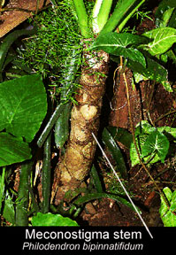 Meconostigma stem, arobrescent, Philodendron bipinnatifidum, often sold as Philodendron selloum, Photo Copyiight 2008 Steve Lucas, Www.ExoticRainforest.com