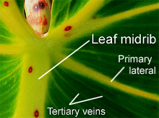 Leaf midrib, primary lateral leaf vein, tertiary veins, Photo Copyright 2010, Steve Lucas, www.ExoticRainforest.com