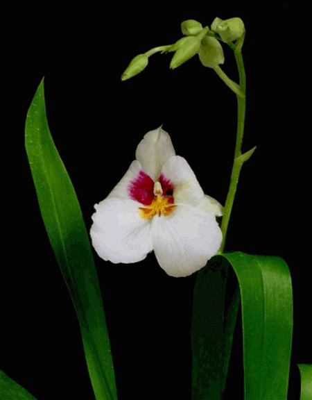 Arnold Linsman 'Hot & Spicey' AM/AOS x santanael 'Snow Flake' AM/AOS, Photo Copyright 2007, Steve Lucas, www.ExoticRainforest.com