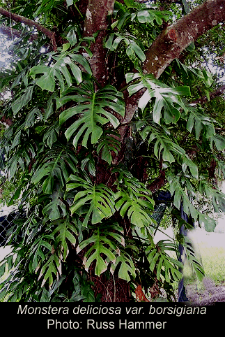 Monstera deliciosa var borsigiana, Photo Copyright 2008, Russ Hammer