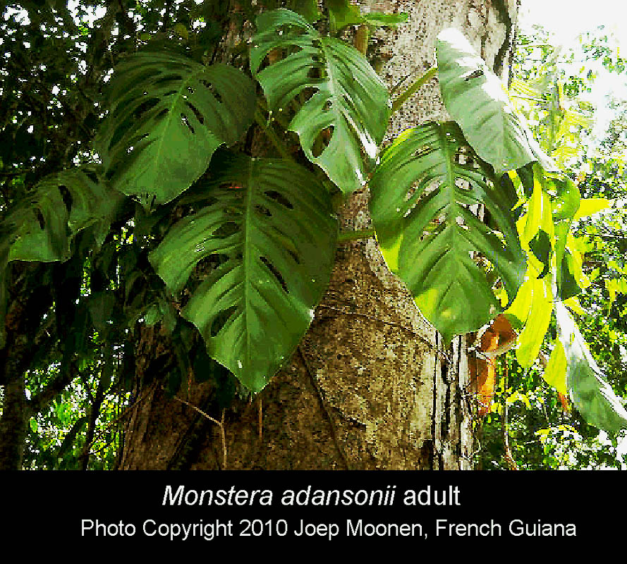 Monstera adansonii, Photo Copyright 2010 Joep Moonen, French Guiana