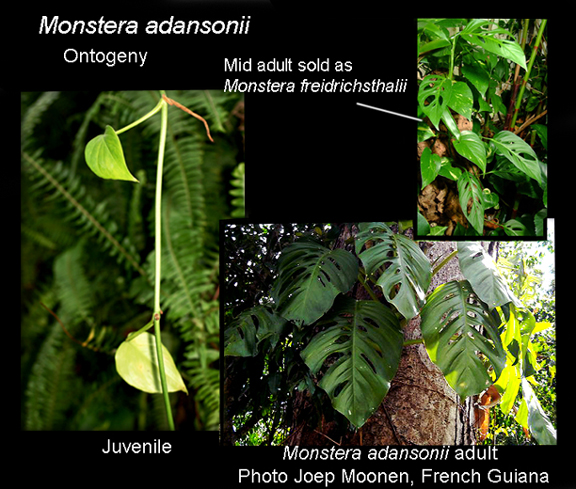 Monstera adansoni ontogeny, Photos copyright Steve Lucas and Joep Moonen, www.ExoticRainforest.com