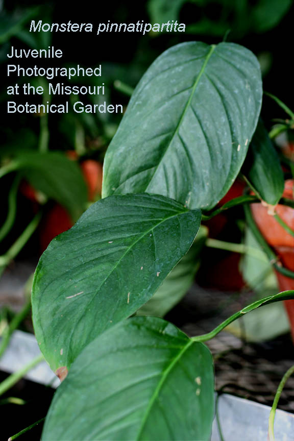 Monstera pinnatipartita Schott juvenile leaf blade, photographed at the Missouri Botanical Garden, Photo Copyright 2010 Steve Lucas, www.ExoticRainforest.com