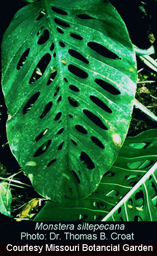 Monstera siltepecana, Photo Dr. Thomas B. Croat, courtesy Missouri Botanical Garden