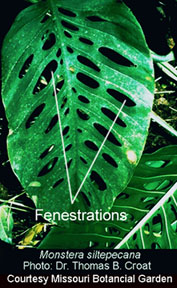 Fenestrations, photo Dr. Tom Croat, Missouri Botanical Garden