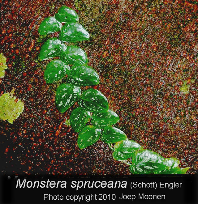 Monstera spruceana Engl. juvenile plant, Photo Copyright Joep Moonen, French Guiana