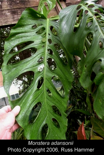 Monstera adansonii, the juvenile form is often called Monstera friedrichsthalii, Photo Copyright 2006,Russ Hammer