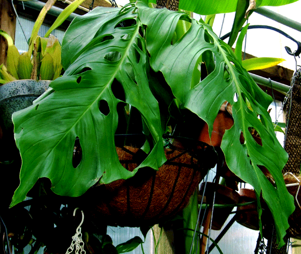 Monstera adansonii, the juvenile form is often called Monstera friedrichsthalii, Photo Copyright 2006, Steve Lucas, www.ExoticRainforest.com 