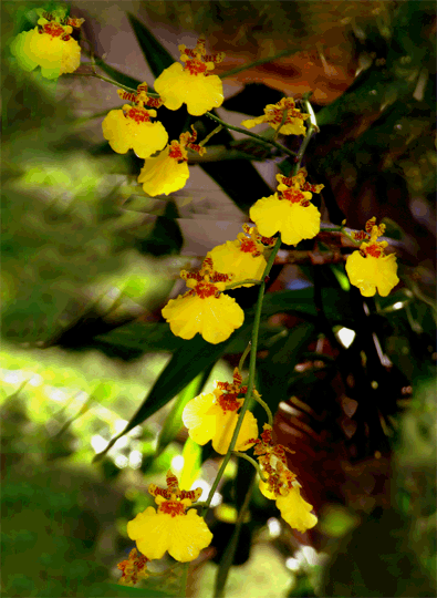 Oncidium bifolium hybrid