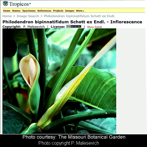 Philodendron bipinnatifidum inflorescence, Photo Courtesy the Missouri Botanical Garden, copyright P. Malesevich