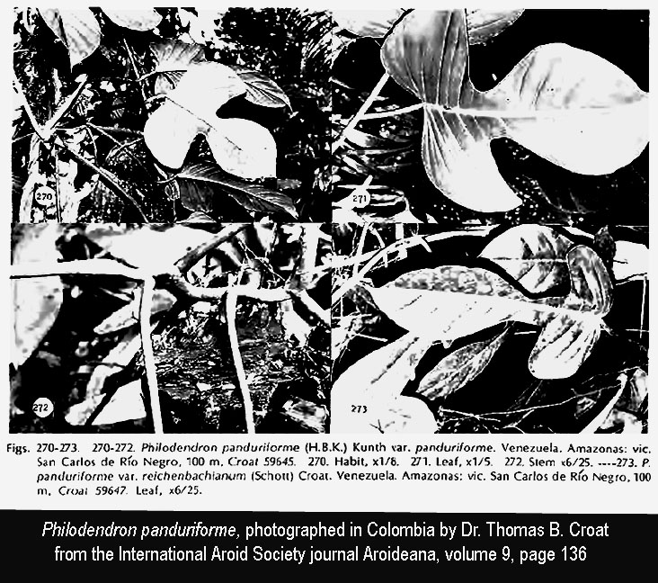 Philodendron panduriforme, Photographs copyright Dr. Thoams B. Croat, aroid botanist, the Missouri Botanical Garden, from the International Aroid Society Journal Aroideana, volume 9