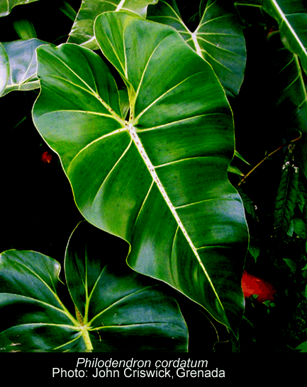 Philodendron cordatum, Photo John Criswick