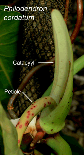 Philodendron cordatum cataphyll, Photo Copyright 2009, Steve Lucas, www.ExoticRainforest.com