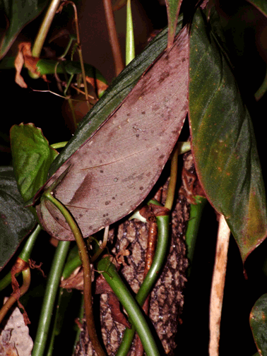 Philodendron hederaceum, known as scandens, oxycardium, Photo Copyright 2008, Steve Lucas, www.ExoticRainforest.com