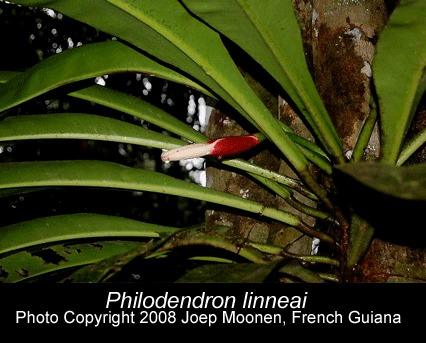 Philodendron linnaei, Photo Copyright 2008, Joep Moonen, Frnehc Cuiana