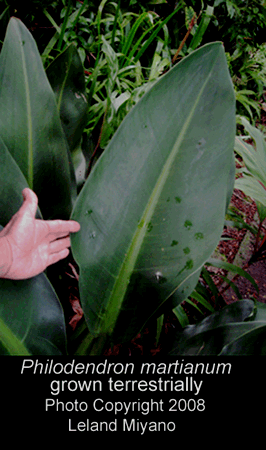 Philodendron martianum, Photo Copyright 2008, Leland Miyano