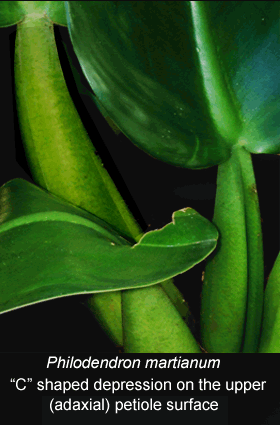 Philodendron martianum petiole, Photo Copyright 2008, Steve Lucas, www.ExoticRainforest.com