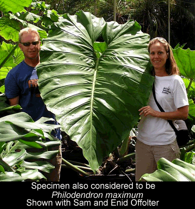 Philodendron maxium.  This photo is copyright protected 2007.  Unauthorized use is a violation of U.S. Copyright law.