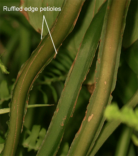 Philodendron mamei double edged petiole, Photo Copyright 2009, Steve Lucas, www.ExoticRainforest.com