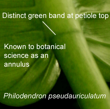 Philodendron pseudauriculatum annulus green band around petiole, Photo Copyright 2009, Steve Lucas, www.ExoticRainforest.com