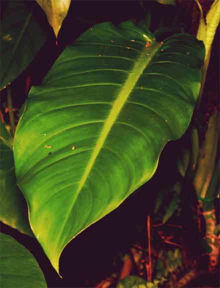 Philodendron pseudauriculatum Croat, Photo Copyright 2009, Steve Lucas, www.ExoticRainforest.com