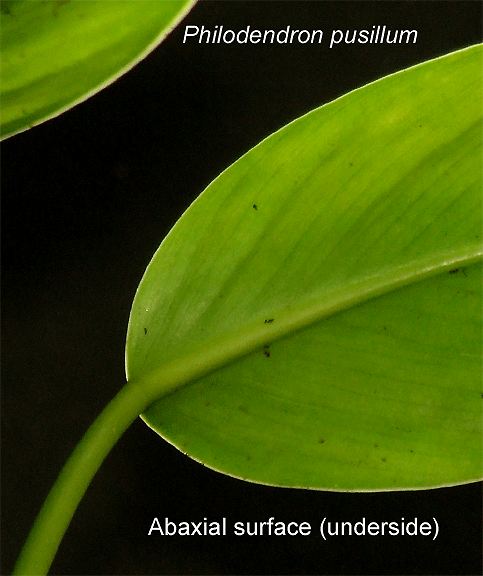 Philodendron pusillum, Photo Copyright 2009, Steve Lucas, www.ExoticRainforest.com