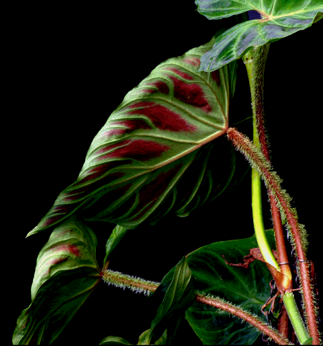 Philodendron verrucosum, Photo Copyright 2008, Steve Lucas, www.ExoticRainforest.com